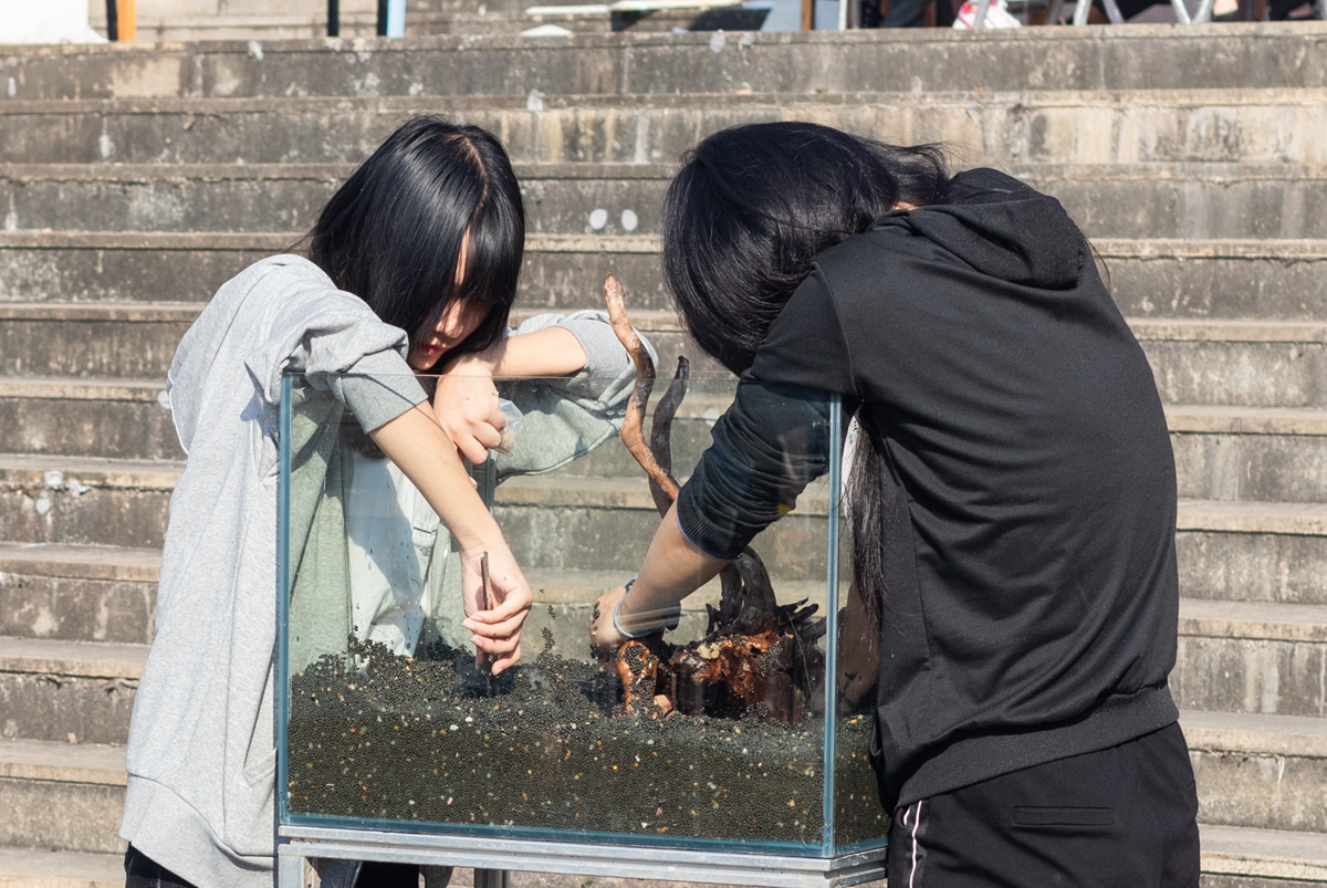 beat365正版唯一入口必一同学共同协作进行水族造景大赛(学通社记者 吴奕彤 摄) beat365正版唯一入口必一同学共同协作进行水族造景大赛(学通社记者 吴奕彤 摄)